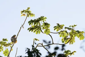 Brown-throated sloth (Bradypus variegatus)
