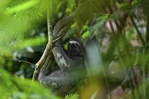 Brown-throated sloth (Bradypus variegatus)