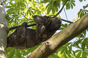 Brown-throated sloth (Bradypus variegatus)