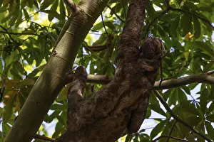 Brown-throated sloth (Bradypus variegatus)
