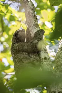 Brown-throated sloth (Bradypus variegatus) climbing a tree