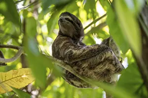 Brown-throated sloth (Bradypus variegatus) sitting in a tree