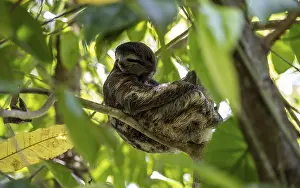 Brown-throated sloth (Bradypus variegatus) sitting in a tree