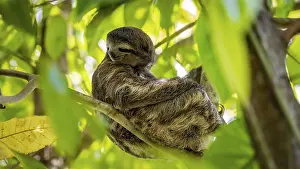 Brown-throated sloth (Bradypus variegatus) sitting in a tree