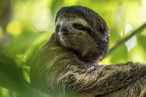 Brown-throated sloth (Bradypus variegatus) in a tree