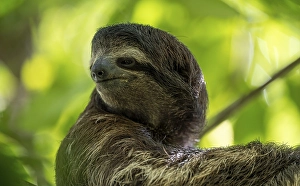 Brown-throated sloth (Bradypus variegatus) in a tree