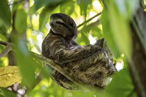 Brown-throated sloth (Bradypus variegatus) in a tree