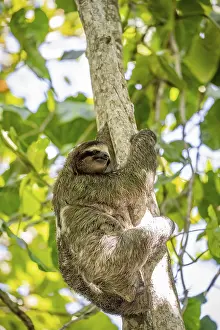 Brown-throated sloth (Bradypus variegatus) in a tree