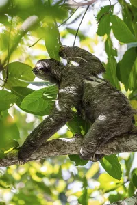 Brown-throated sloth (Bradypus variegatus) in a tree