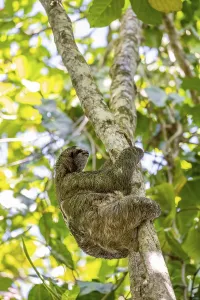 Brown-throated sloth (Bradypus variegatus) in a tree