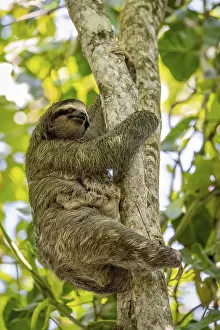 Brown-throated sloth (Bradypus variegatus) with young in a tree