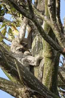 Brown throated Three toed Sloth