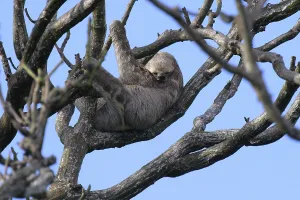 Brown throated Three toed Sloth