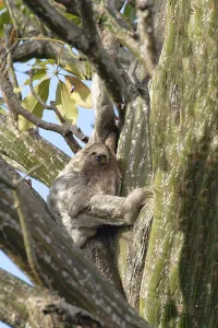 Brown throated Three toed Sloth