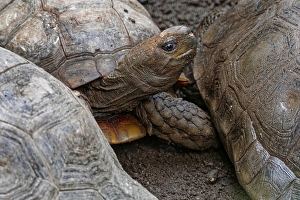 Brown tortoise (Manouria emys emys)