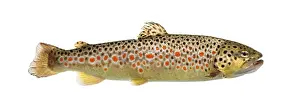 Brown trout swimming, isolated on white