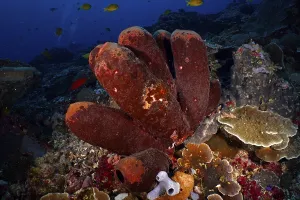 Category Wildlife DE Prints: Brown tube sponge (Porifera) with an environment of various marine life forms under water