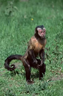 Brown tufted capuchin (Cebus apella)