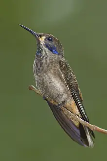 Brown Violetear (Colibri delphinae)