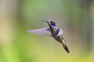 Brown violetear (Colibri delphinae) in flight