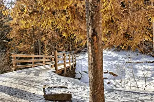 Brown walk path on wood bridge in a forest of green pines