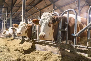 Some brown and white cows in the barn with a view of the viewer
