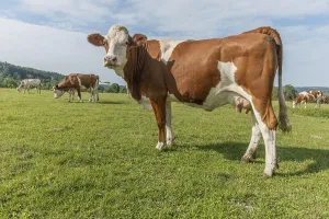 Brown and white cows are grazing calmly on a lush green pasture under a clear blue sky