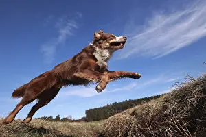 A brown and white dog is jumping in the air