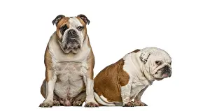 Two brown and white english bulldogs sitting