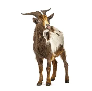 Brown and white goat smelling something and looking funny on white background