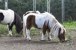 A brown and white pony with a long