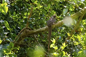 Brown-winged Mousebird (Colius striatus) sitting on a branch