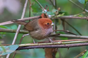 Brown-winged Parrotbill (Paradoxornis brunneus) adult