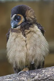One Brown Wood Owl (Strix leptogrammica) sitting on a branch