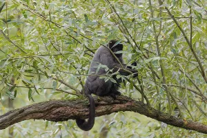 A brown woolly monkey (Lagothrix lagothricha) climbs a tree
