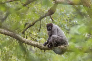 A brown woolly monkey (Lagothrix lagothricha) sits in a tree