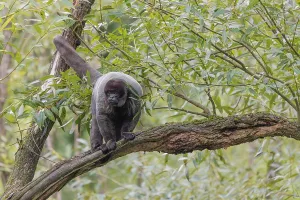 A brown woolly monkey (Lagothrix lagothricha) sits in a tree