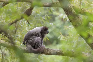 A brown woolly monkey (Lagothrix lagothricha) sits in a tree