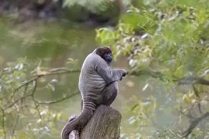 A brown woolly monkey (Lagothrix lagothricha) sits in a tree