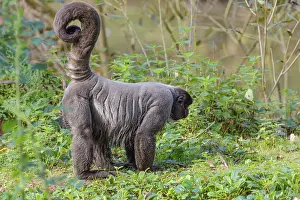 A brown woolly monkey (Lagothrix lagothricha) walks on the forest floor