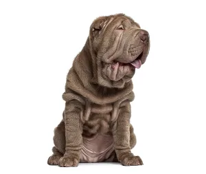 Brown wrinkly shar pei puppy sitting