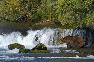 Brownbear (Ursus arctos) fishing on Brooks Falls