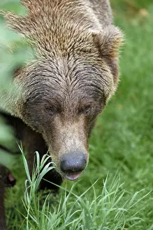 Brownbear (Ursus arctos) male portrait