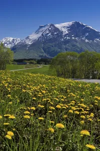 Brulandselva, Snofjellet, Breheimen National Park
