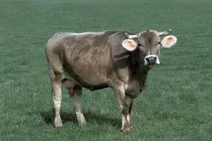 Brune des Alpes cow, a French breed of cattle