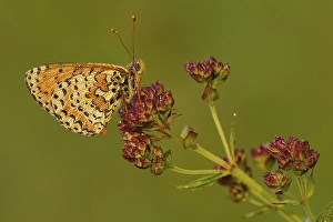 Brush-footed butterfly (Melitaea didyma) with dewdrops
