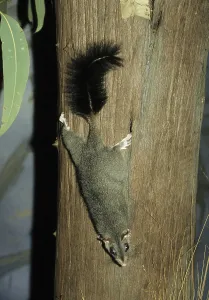 Brush-tailed Phascogale (Phascogale tapoatafa)