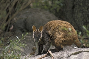 Brush-tailed Rock-wallaby or Small-eared Rock-wallaby (Petrogale penicillata)