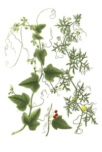 Bryonia alba, white fence-beet