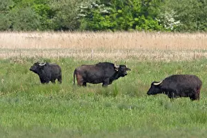 Bubalus arnee f. bubalis, water buffalo